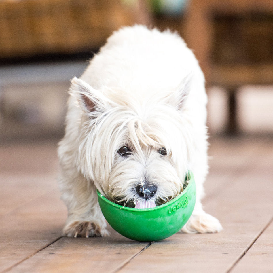 White dog using Green Wobble Licki Mat slow feeding bowl
