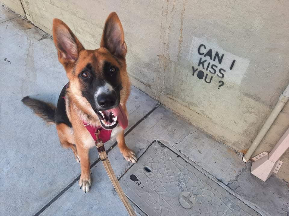 nellie home alone dog toys