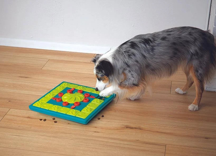 Working dog playing with Nina Ottosson MultiPuzzle dog food puzzle interactive game
